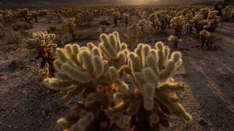 cactus plants