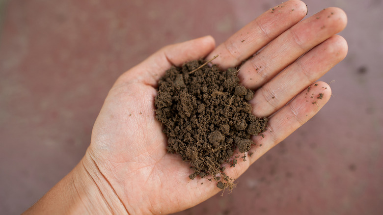 person holding soil