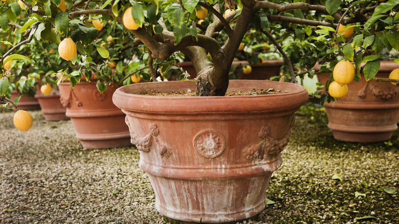 lemon trees in pots