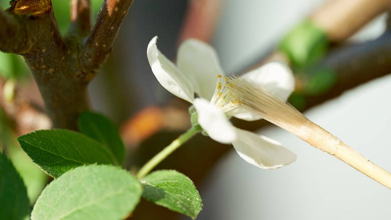 artificial pollination