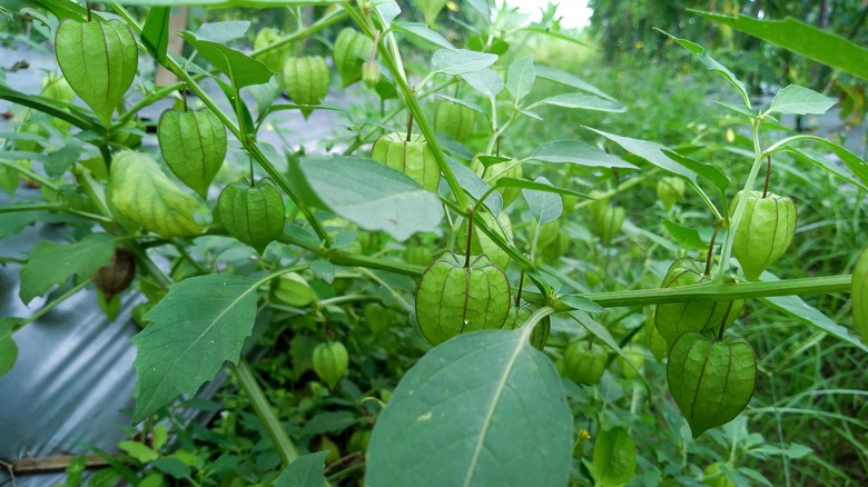 unripe ground cherries planted outdoors