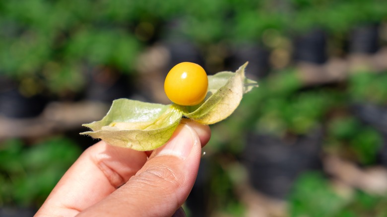 hand holding ground cherry