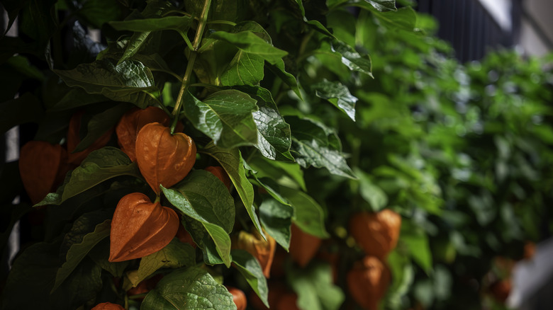 ground cherry plant in pots