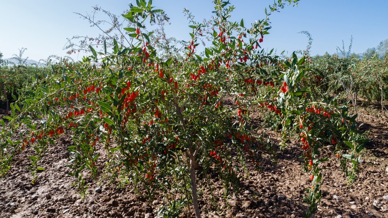 Goji berry plant in garden