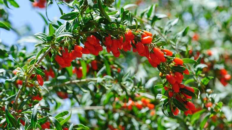 Goji berry plant