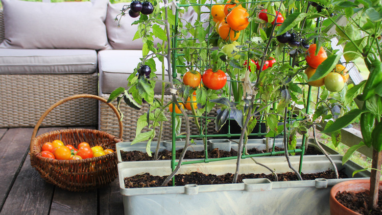 Tomatoes growing in backyard containers