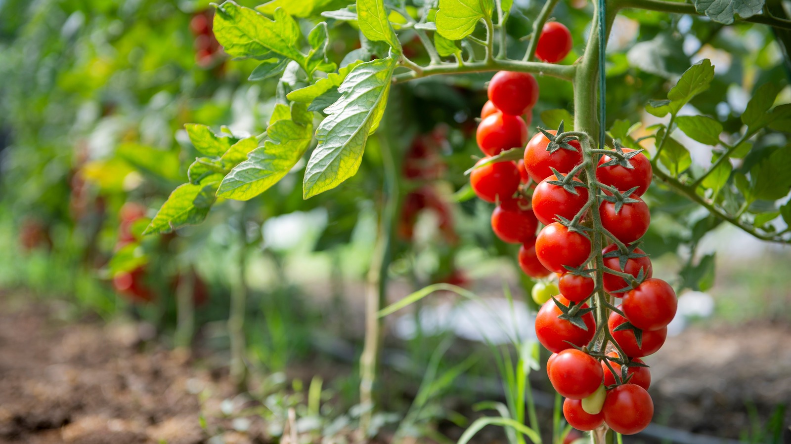 What You Should Know Before Planting Miniature Vegetables