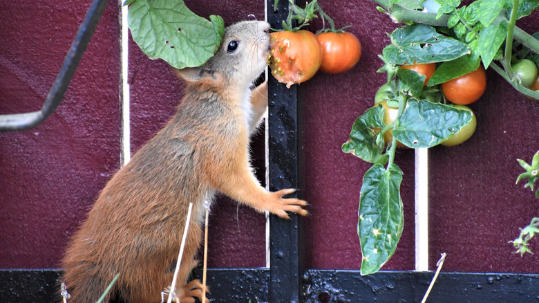 Squirrel eating a tomato plant