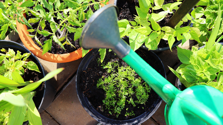 Vegetables growing in containers