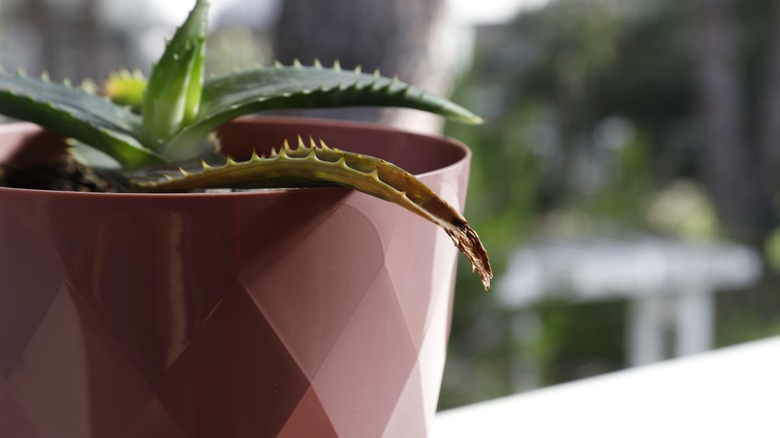 dying aloe vera plant 