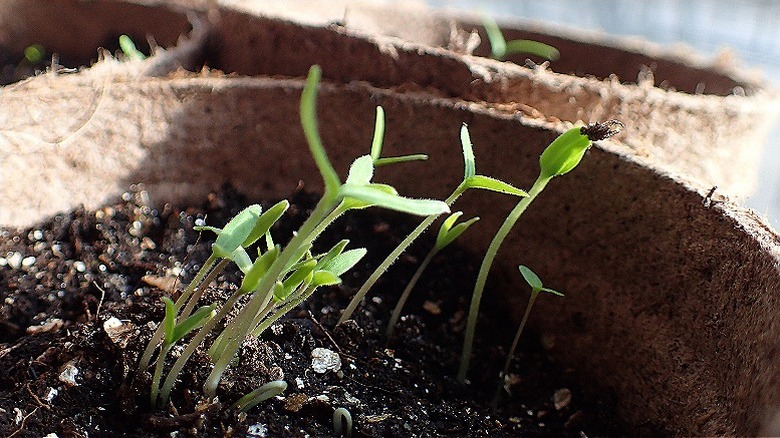 Plants growing toward sun