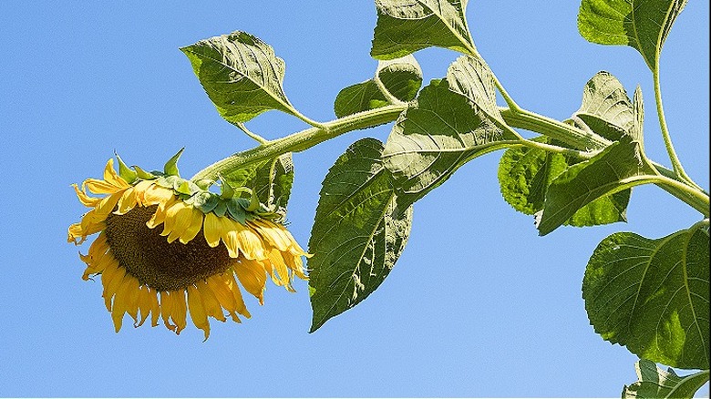 Sunflower drooping in the sun