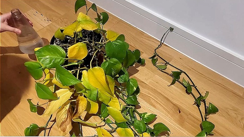 Pothos plant with dying leaves