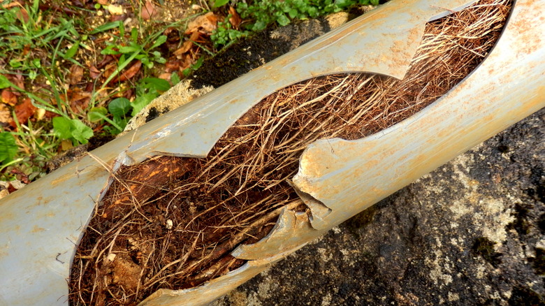 Tree roots in pipes