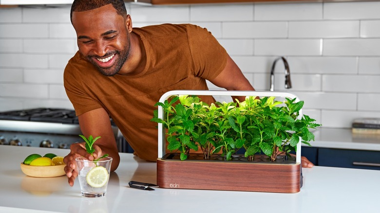 Man with hydroponic mint garden