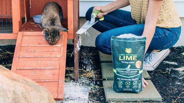 Person spreading lime near rabbit hutch