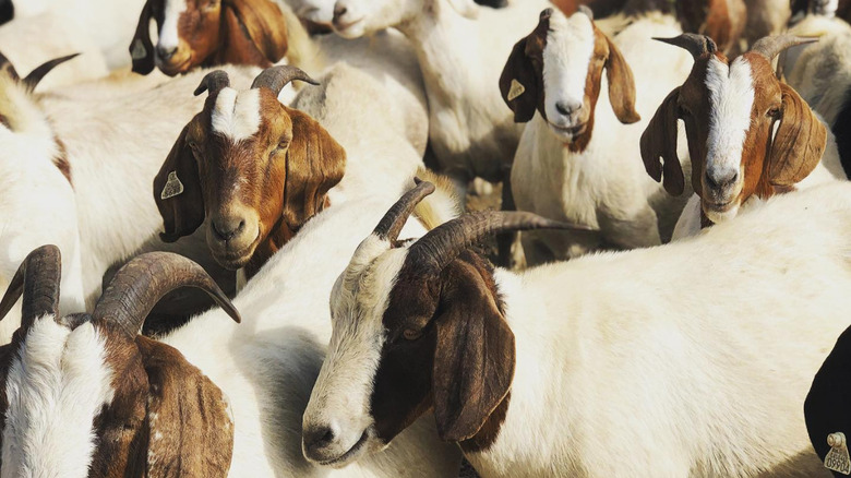 rent a goat herd