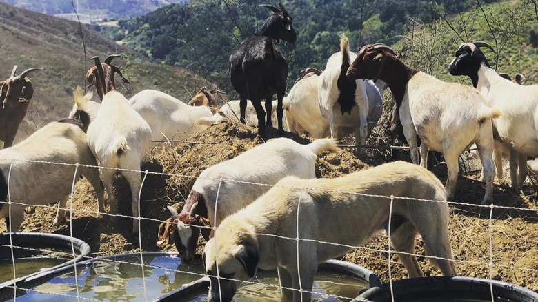 goats and dog drinking water