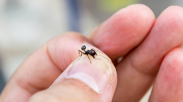 ant on a person's finger