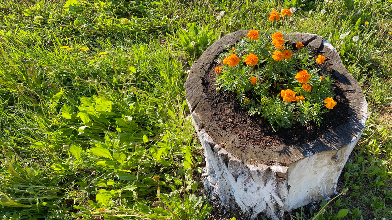Flowers growing from tree stump