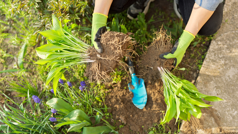 Person holding plants by sidewalk