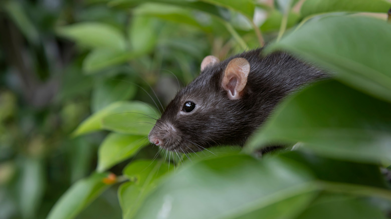 black rat in a garden