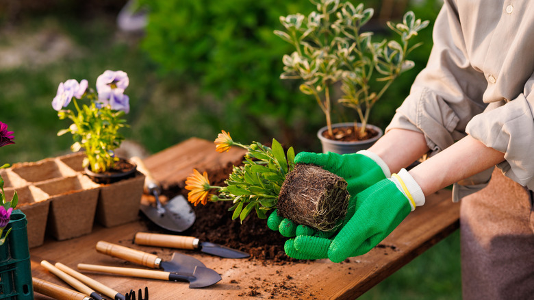 A gardener's hands transplanting fully grown flowers