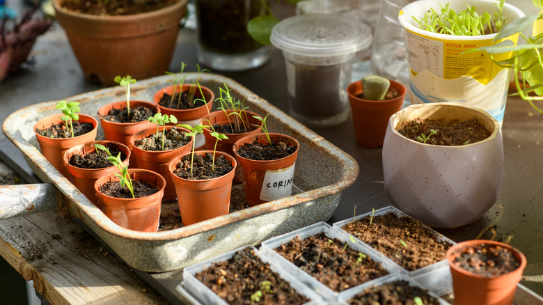 Seedlings at various stages of development in different pots and seed-mixes