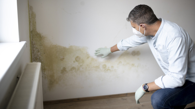 Man examining moldy wall