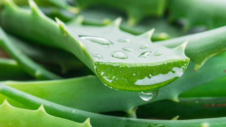 cut aloe leaves