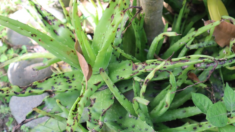 What s The Best Way To Treat Black Spots On Aloe Vera 