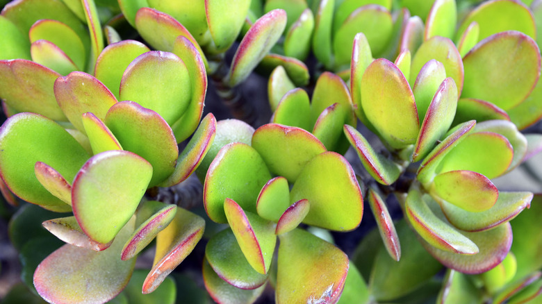 closeup jade plant