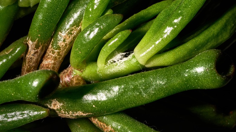 mealybug on jade plant branch