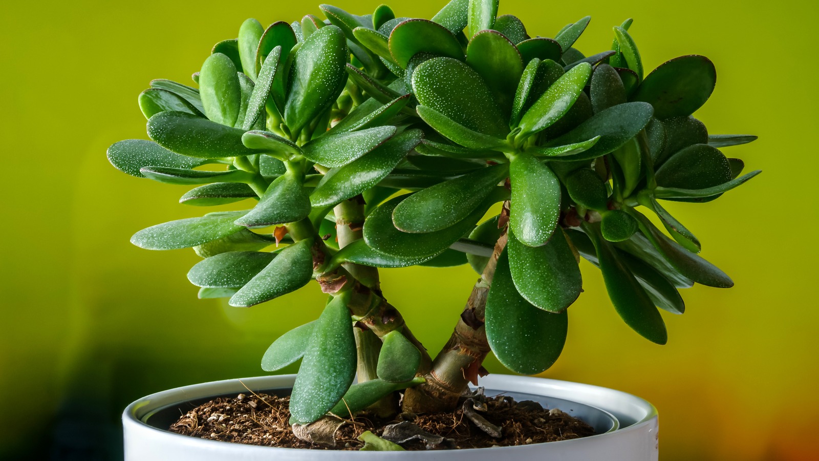 Jade Plant Problems - What To Do For Black Spots On Jade Plant Leaves