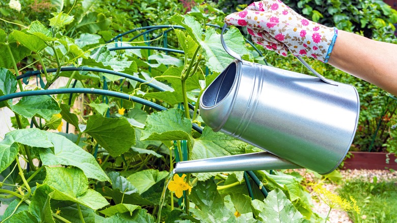 watering can and cucumber plants