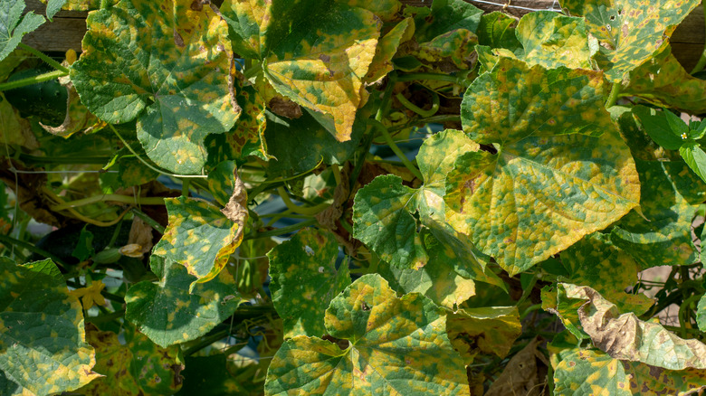 cucumber leaves with downy mildew