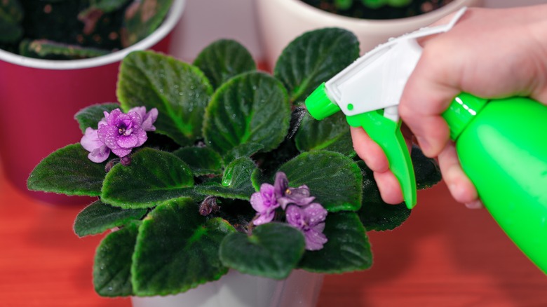 treating african violets with fungicide 