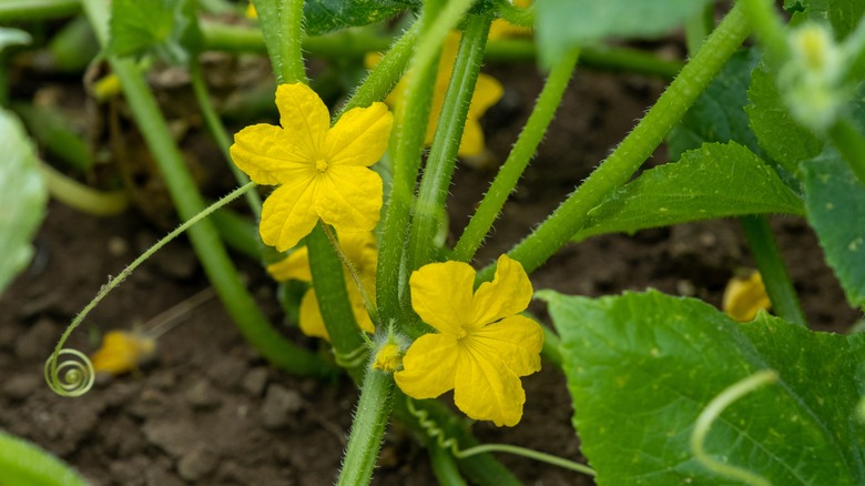 Healthy cucumber leaves and flowers