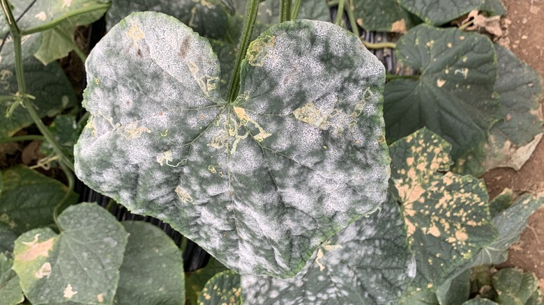 Powdery mildew on cucumber leaves