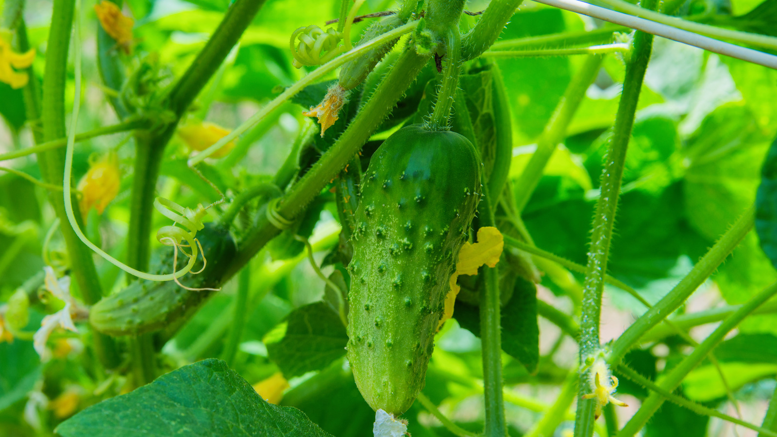 What s The Best Way To Treat Powdery Mildew On Cucumbers 