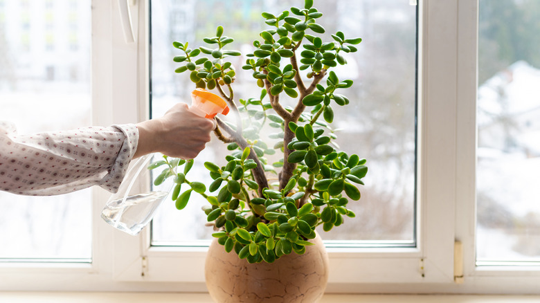 spraying jade plant with fungicide 