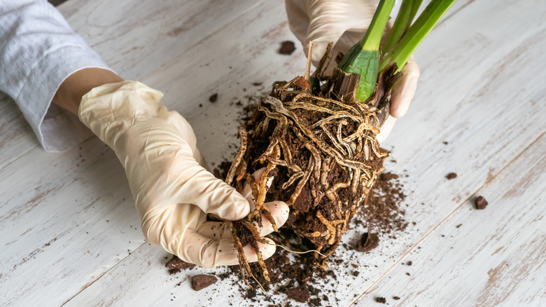 Person holding plant roots