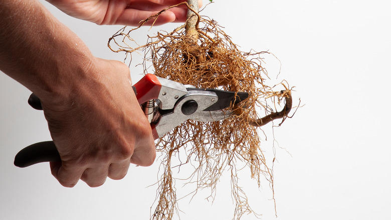 Person cutting off rotted roots