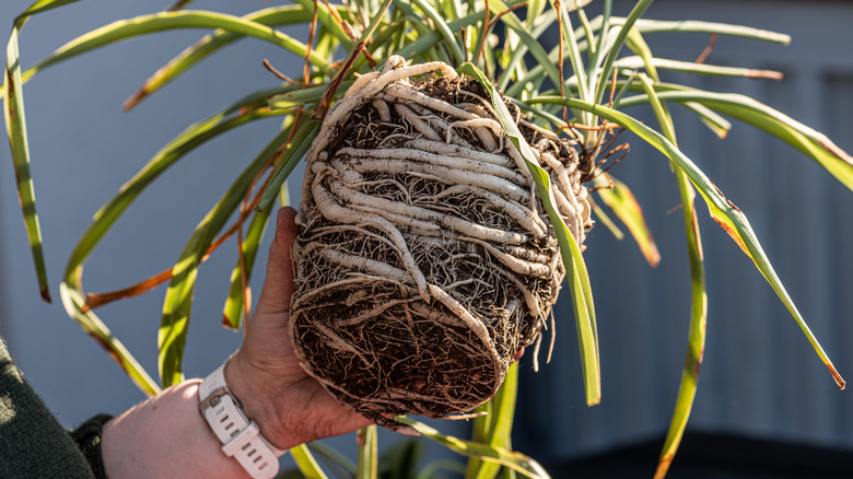 Healthy roots of spider plant 