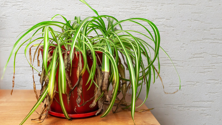 Wilted foliage of spider plant