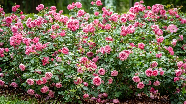 large pink rose bush