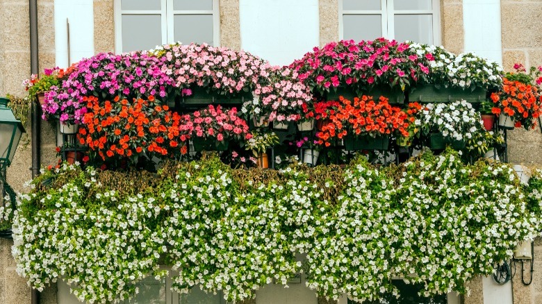 window boxes impatiens