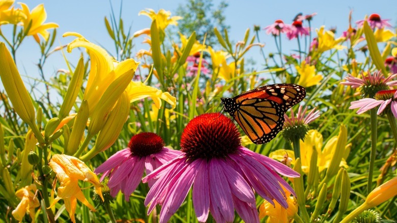 monarch butterfly daylily and coneflower