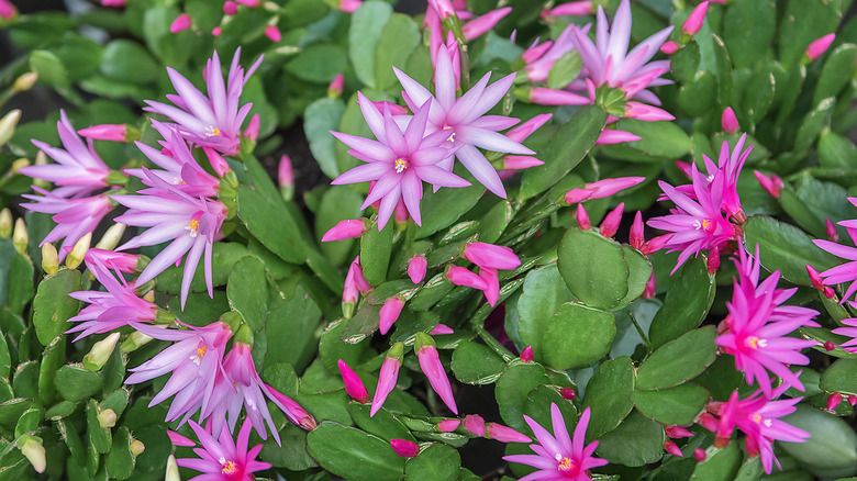 Schlumbergera gaertneri Easter cactus