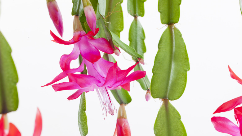 Schlumbergera x buckleyi Christmas cactus